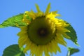 Helianthus annuus common sunflower in bloon, big beautiful flowering plant, green stem and foliage, flower against blue sky