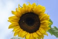 Helianthus annuus common sunflower in bloon, big beautiful flowering plant, green stem and foliage, flower against blue sky