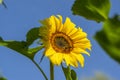 Helianthus annuus common sunflower in bloon, big beautiful flowering plant, green stem and foliage, flower against blue sky