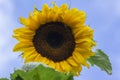 Helianthus annuus common sunflower in bloon, big beautiful flowering plant, green stem and foliage, flower against blue sky