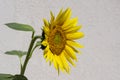 Helianthus annuus common sunflower in bloon, big beautiful flowering plant, green stem and foliage