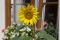 Helianthus annuus common sunflower in bloon in front of wooden window, big beautiful flowering plant, green stem and foliage