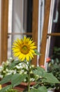 Helianthus annuus common sunflower in bloon in front of wooden window, big beautiful flowering plant, green stem and foliage