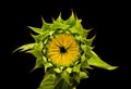 Helianthus annuus, the common sunflower,