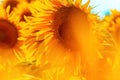Helianthus annuus, common sunflower crop