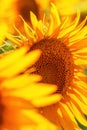 Helianthus annuus, common sunflower crop in cultivated agricultural field