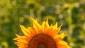 Helianthus annuus, common sunflower crop in cultivated agricultural field Royalty Free Stock Photo