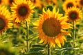 Helianthus annuus, common sunflower crop in cultivated agricultural field in sunny summer afternoon Royalty Free Stock Photo