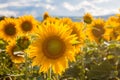 Helianthus annuus, or the common sunflower in a field Royalty Free Stock Photo