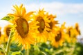 Helianthus annuus, or the common sunflower in a field Royalty Free Stock Photo