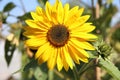 Bright Phoebus - Common Yellow Sunflower
