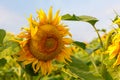 Helianthus annuus, the common sunflower, is a large annual forb of the genus Helianthus grown as a crop for its edible oil and edi Royalty Free Stock Photo