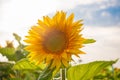 Helianthus annuus, the common sunflower, is a large annual forb of the genus Helianthus grown as a crop for its edible oil and edi Royalty Free Stock Photo