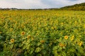 Helianthus annuus, the common sunflower, is a large annual forb of the genus Helianthus grown as a crop for its edible oil and edi Royalty Free Stock Photo