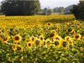 Field of Sunflowers in FingerLakes NYS Royalty Free Stock Photo