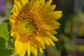 Photos of sunflower Helianthus annuus