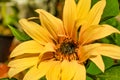 Photos of sunflower Helianthus annuus