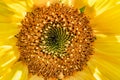 Photos of sunflower Helianthus annuus