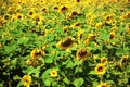 Helianthus annuus, the common sunflower. Sunflower field. Nature Background Royalty Free Stock Photo