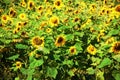 Helianthus annuus, the common sunflower. Sunflower field. Nature Background Royalty Free Stock Photo