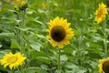 Common sunflowers (helianthus annuus) with bright yellow petals in meadow