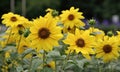 A beautiful photograph of Helianthus annuus flower