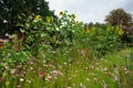 Helianthus annuus and Cosmos bipinnatus bloom in September. Berlin, Germany