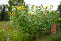 Helianthus annuus and Cosmos bipinnatus bloom in September. Berlin, Germany