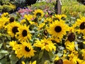 Helianthus annuus Dwarf Variety Royalty Free Stock Photo