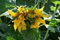 Helianthus annuus growth unusually deformed Royalty Free Stock Photo