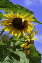 Helianthus annuus known as the common sunflower