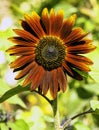 Helianthus annuus known as sunflower Earthwalker in British park