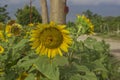 Helianthus annuus L flowers of blooming