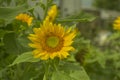 Helianthus annuus L flowers of blooming