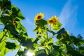 Sunflower blossom with sunlight.