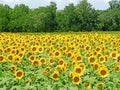 Sunflower crop field ripening under the summer sun Royalty Free Stock Photo