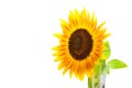 HELIANTHUS annuus over isolate white background Royalty Free Stock Photo