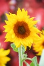 Helianthus annuus, small and potted sunflowers. dwarf helianthus Royalty Free Stock Photo