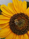 Helianthus annuus - sunflower with bee Royalty Free Stock Photo