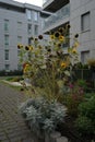 Helianthus annuus, sunflower, blooms in autumn. Berlin, Germany Royalty Free Stock Photo