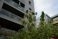 Helianthus annuus, sunflower, blooms in autumn. Berlin, Germany Royalty Free Stock Photo