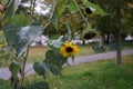 Helianthus annuus, sunflower, blooms in autumn. Berlin, Germany Royalty Free Stock Photo