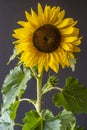 Helianthus annuus,sunflower flowr