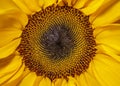 Helianthus annuus,sunflower flowr