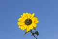 Helianthus annuus, Sunflower in Lower Saxony, Germany Royalty Free Stock Photo