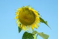 Helianthus annuus the sunflower is an oleaginous plant Royalty Free Stock Photo