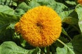 Helianthus annuus `Teddy Bear`