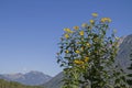 Helianthus atrorubens in Lech valley