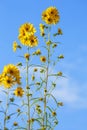 Helianthus Lemon Queen Flower