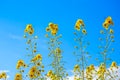 Helianthus Lemon Queen Flower